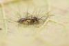 Campopleginae inconnu